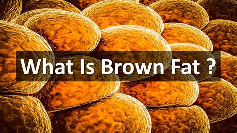 Brown Fat Brown Adipose Tissue In Hindi Youtube