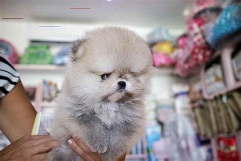 Help us by answering a short. Pomeranian Poodle Mix Puppies For Sale Near Me - Pets Lovers