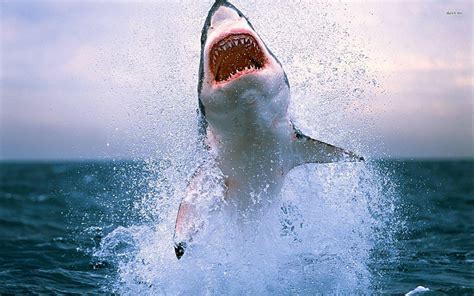 Great White Shark Wallpapers Wallpaper Cave