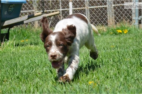 Get advice from breed experts and make a safe choice. Morgan: English Setter puppy for sale near Pittsburgh ...