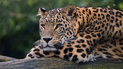 Leopard Ultra Hd 4k Hd Animals 4k Wallpapers Images Backgrounds Photos And Pictures