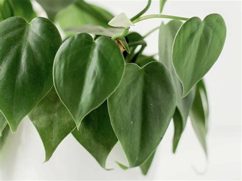 5 Houseplants With Heart Shaped Leaves Fiddle And Thorn