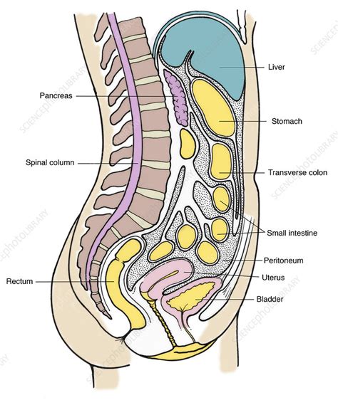 An abnormality of the female internal genitalia. Illustration of Female Internal Organs - Stock Image - F031/5345 - Science Photo Library