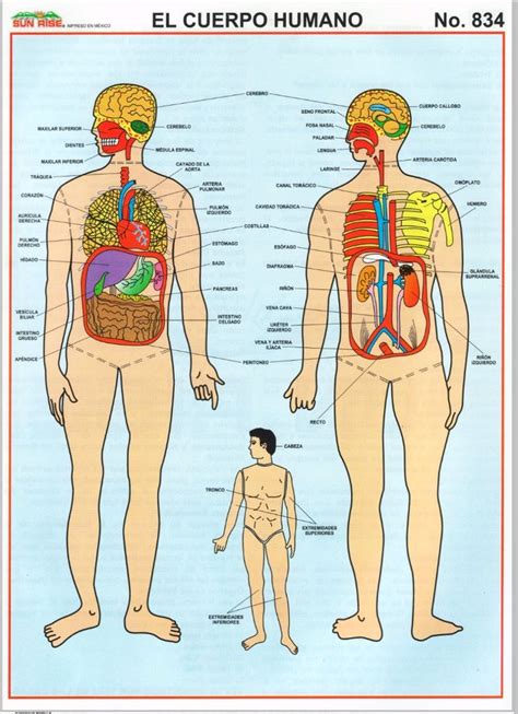 El Cuerpo Humano Monografias Cuerpo Humano Cuerpo