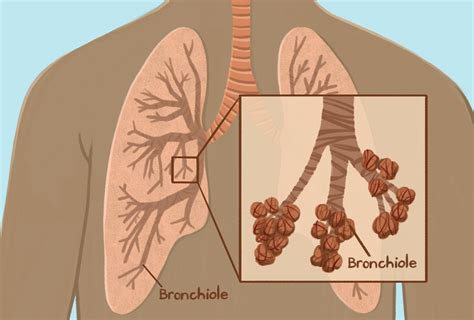 Bronchioles Anatomy Function And Treatment