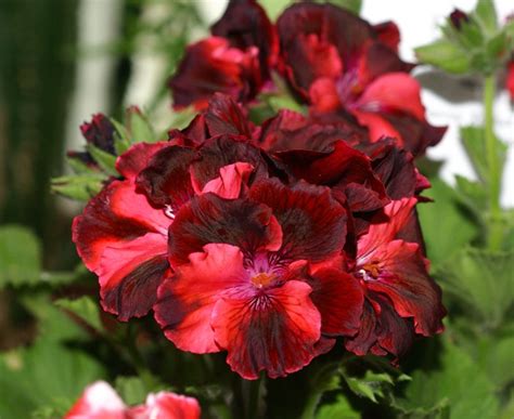 How To Care For Potted Geraniums How To Care For Geraniums