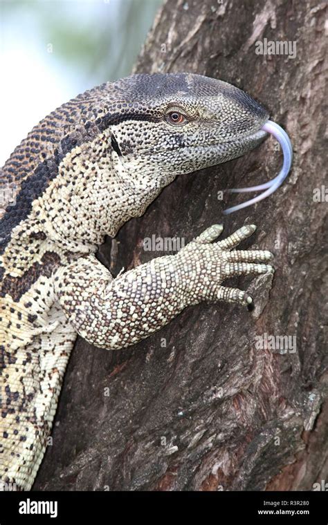 Brown Scaly Animal Hi Res Stock Photography And Images Alamy