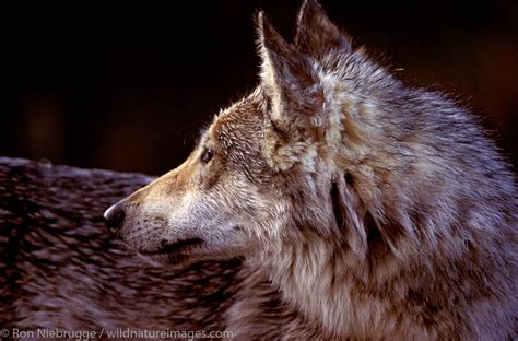 Gray Wolf Alaska Photos By Ron Niebrugge