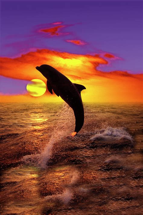 Bottlenose Dolphin Jumping At Sunset Photograph By Gail