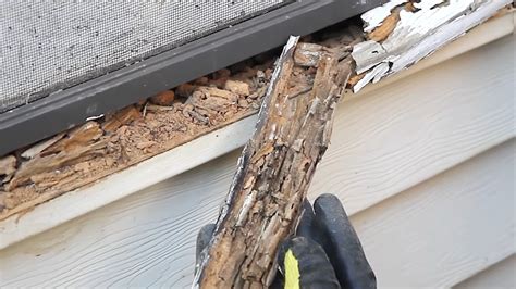 Termite Damage Vs Wood Rot What Are The Differences Housereal