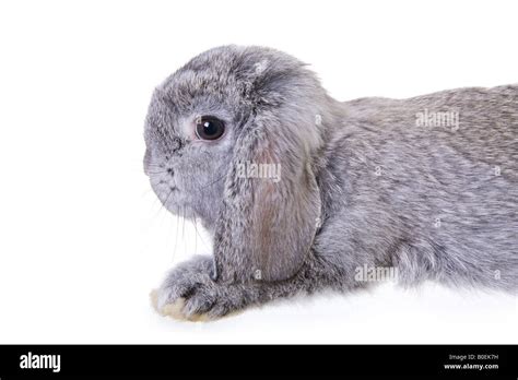 Cute Grey Mini Lop Ear Baby Bunny Lying Down Side View Isolated On