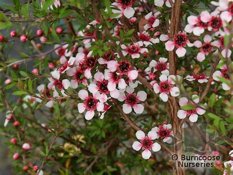 New zealand tea latin name: Leptospermum from Burncoose Nurseries