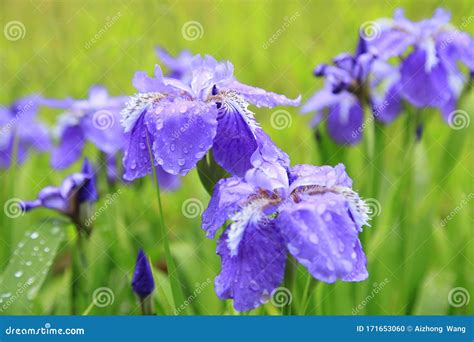 Iris Stock Photo Image Of Natural Meadow Flower Plant 171653060