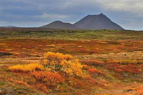 Myvatn Region Birch Forests In Fall Iceland Photography