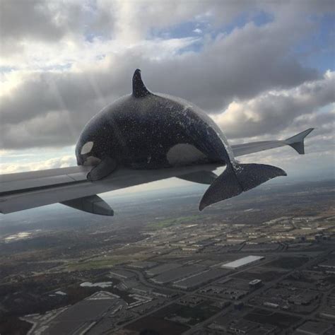 I Photoshopped An Orca Whale Getting Hit By A Plane Rfunny