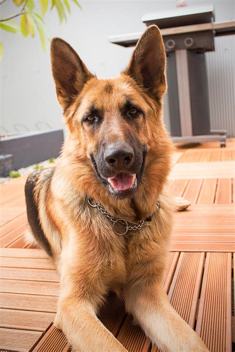 5 Best Dog Houses For German Shepherds Keep Them Warm And Dry