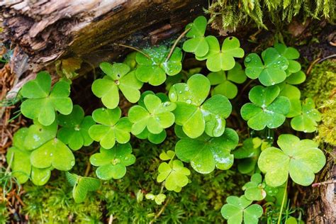 Are Shamrocks Lucky Origins And Meaning Explained