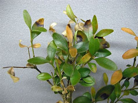Boxwood Blight Your Landscapes Health May Depend On How You Toss The