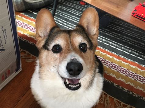 Teaching An Excited Corgi To Calm Down Before Walks Dog Gone Problems