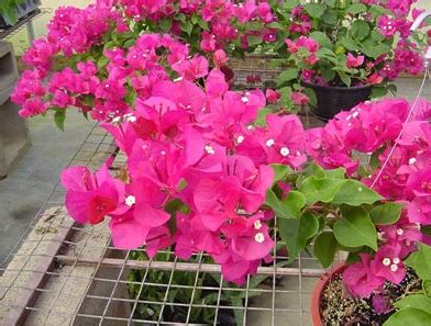 Ketika tanaman sudah memasuki masa bunga dan buah, berikan tambahan pupuk npk dan. Tips Cara Menanam dan Merawat Bunga Kertas Agar Cepat Tumbuh