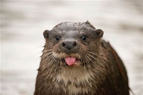 22 Adorable Animals Stick Out Their Tongues And Say Cheese