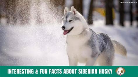 Top 16 Interesting And Fun Facts About Siberian Husky Petsforcare