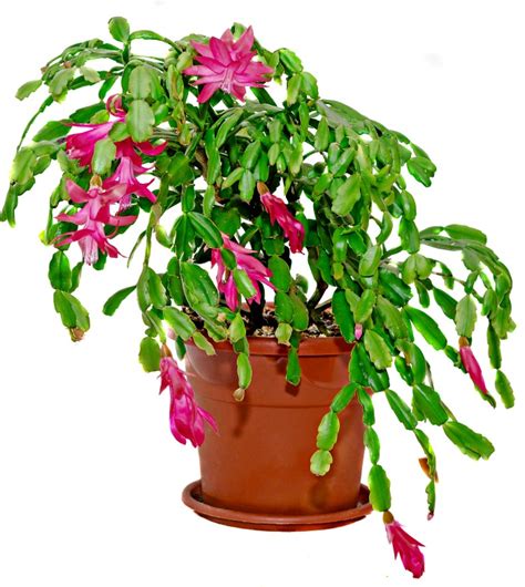 Christmas Cactus Blooming How To Get A Holiday Cactus To Flower