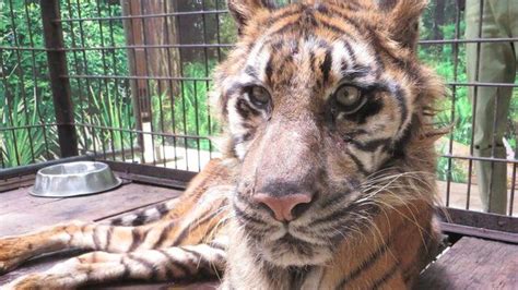 Surabaya Zoo Can Indonesia Turn Round Zoo Of Death Bbc News