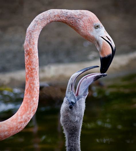 Mother And Baby Flamingo Wayne Wong Flickr