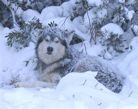 Introduction To The Alaskan Malamute