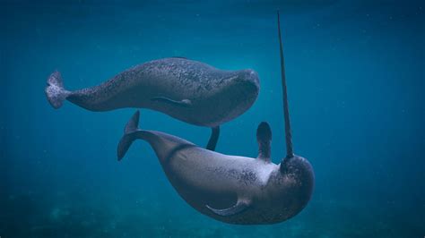 12 Curious Narwhal Facts