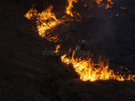 Fire Wildfire Burning Pine Forest In The Smoke And Flames Stock Photo
