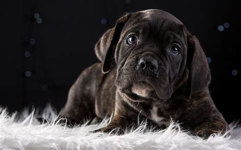 Wallpaper Cute Puppy Black Dog Cachorro Para Tela De Fundo De Pc