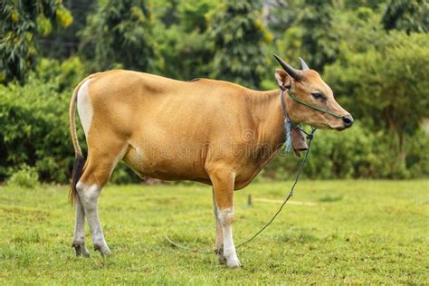 Portrait Of A Tropical Light Asian Cow Grazes On Green Grass Stock