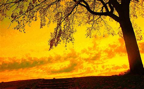 黄色い空と秋の木、 木のシルエット、 自然、 風景、 葉、 秋、 日没、 Hdデスクトップの壁紙 Wallpaperbetter