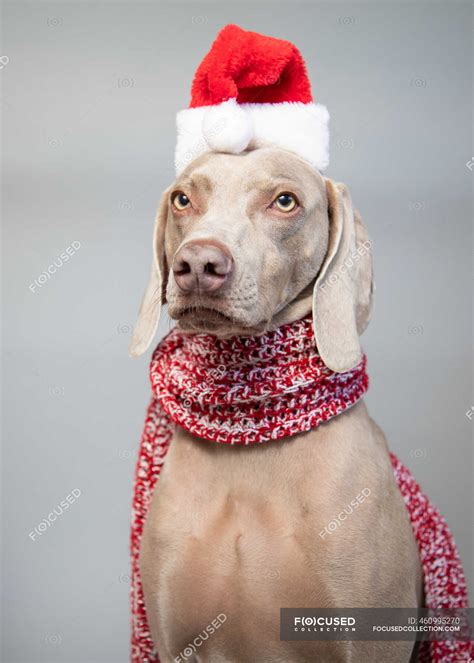 Portrait Of A Weimaraner Wearing A Santa Hat — Copy Space Pampered