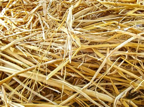 Yellow Dried Straw Natural Background Stock Image Image Of Grass