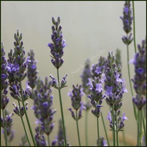 Buy Lavender Seal Lavandula X Intermedia From Norfolk Herbs