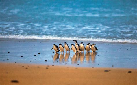 Book Phillip Island Nature Parks Tickets Exclusive Offers Updated 2021