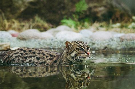 5 Reasons Why Your Cat Is So Obsessed With Water Explained Hepper