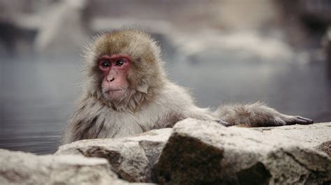 So Cozy Japanese Macaques Take A Hot Spring Bath In Cold Winter Cgtn