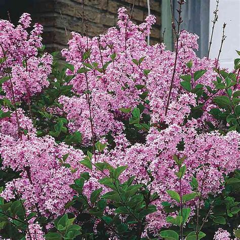 Josee Reblooming Lilac Shrub Josee Lilac Bush Spring Hill Nursery