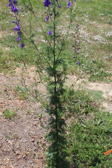 Grass with tiny purple flowers. Purple Flowers On Woody Stem. Plant/Weed Grows About Four ...