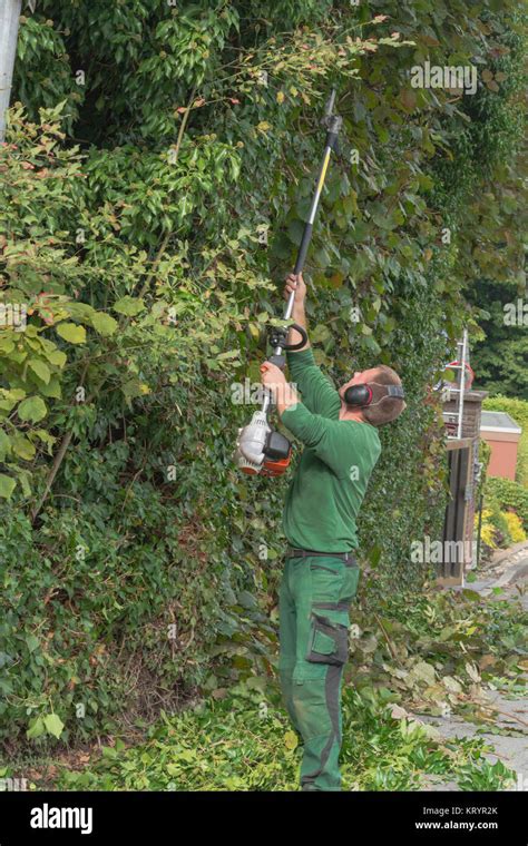 Trimming A Hedge Stock Photo Alamy