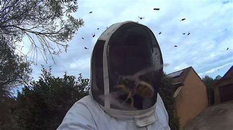 They rarely make nests out in the open, and old nests are never reused. European wasp nest - YouTube