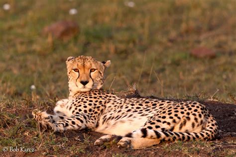Bob Karcz Photography Big Cats Cheetah At Sunset
