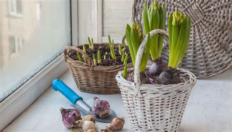 Dalla più piccola a la più grande. Piante da interno: come prendersene cura | DiLei