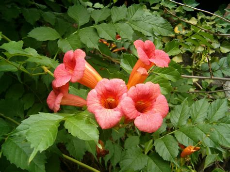 Campsis radicans - Trumpet Vine | World of Flowering Plants