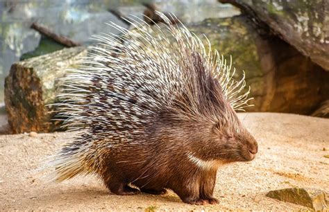 The World Of Porcupines Uncovering Natures Prickly Creatures