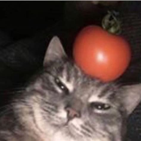 Maybe you would like to learn more about one of these? 29 Funny Cat Pfp Meme - Woolseygirls Meme